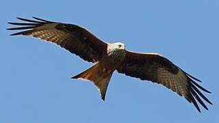 Red Kite