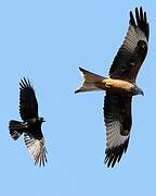 Red Kite