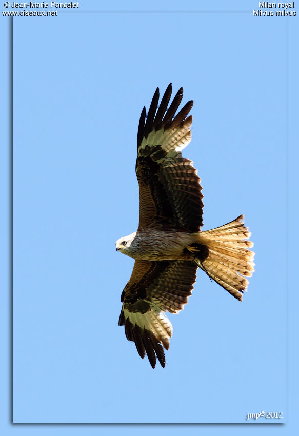 Red Kite