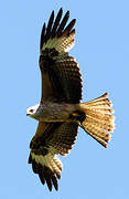 Red Kite