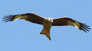 Red Kite