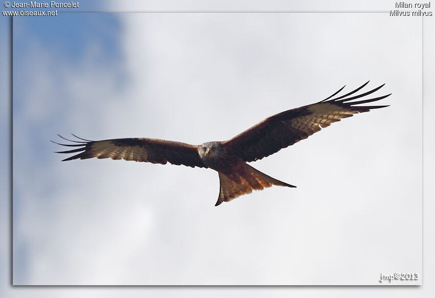 Red Kite