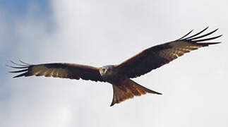 Red Kite