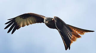 Red Kite