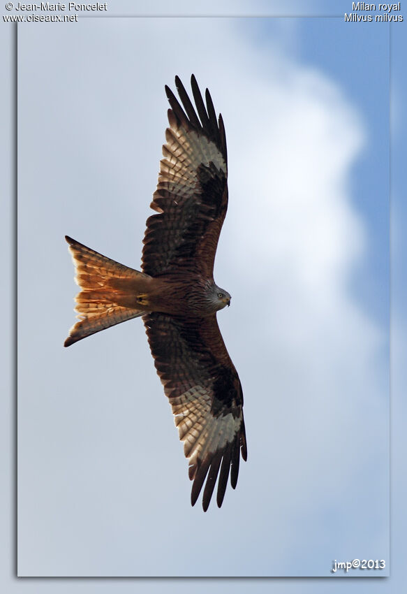 Red Kite