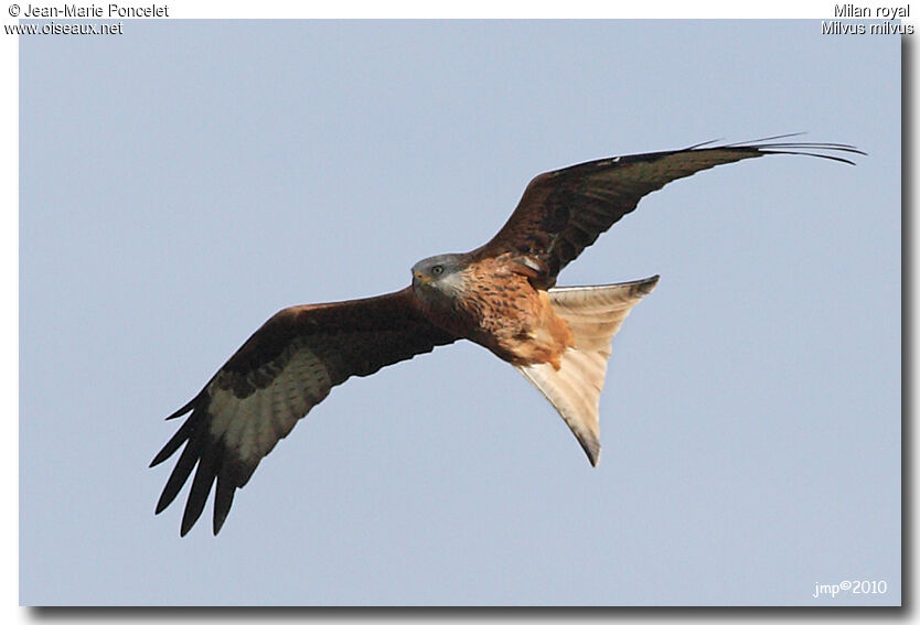 Red Kite