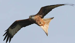 Red Kite