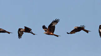 Red Kite