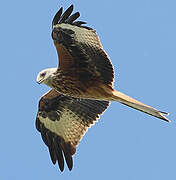 Red Kite