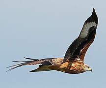 Red Kite