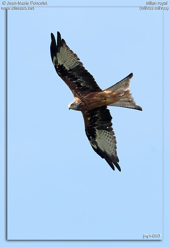 Red Kite