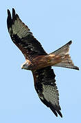 Red Kite