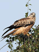 Red Kite