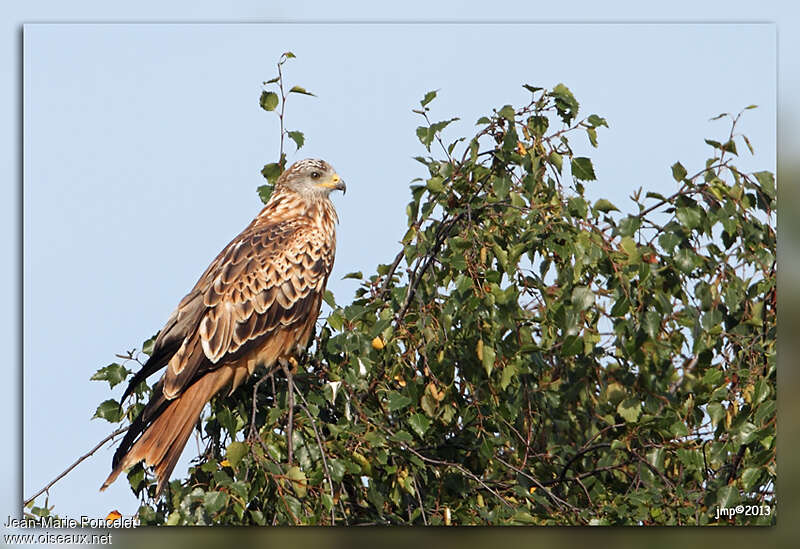 Red Kiteimmature, identification