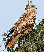 Red Kite