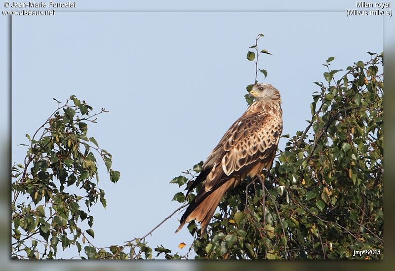 Red Kiteimmature, identification