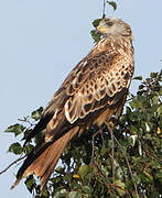 Red Kite