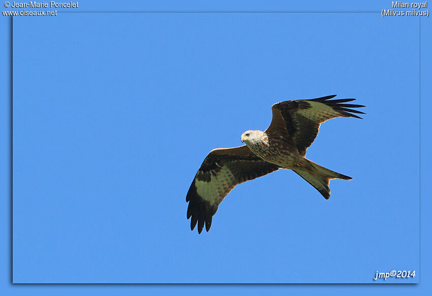 Red Kite