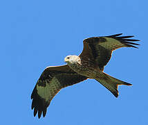 Red Kite