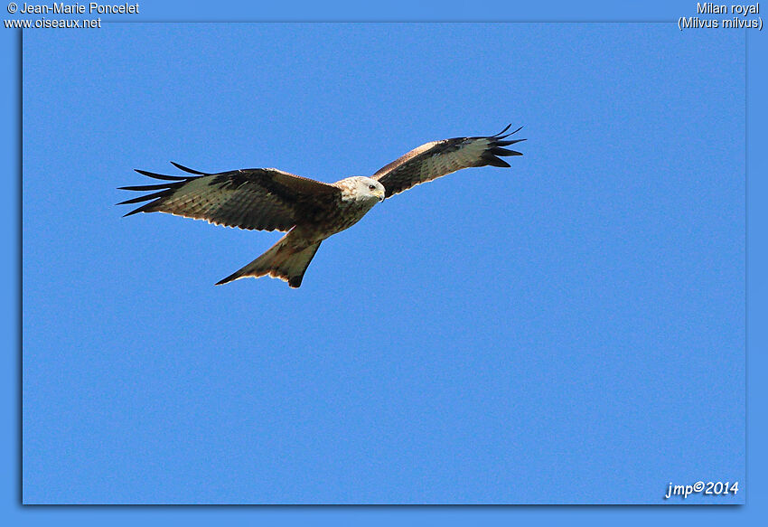 Red Kite