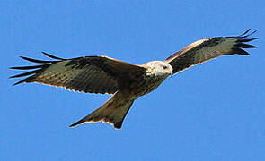 Red Kite