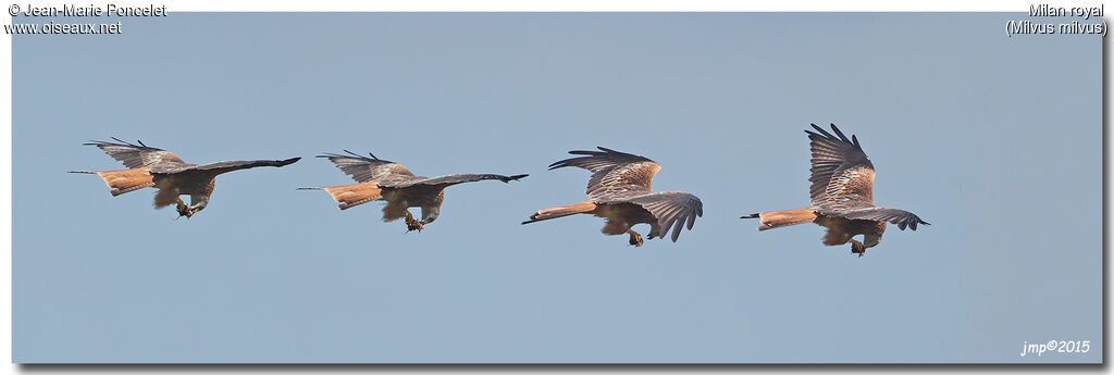 Red Kite