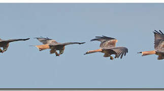 Red Kite