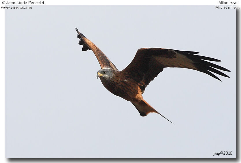 Red Kite