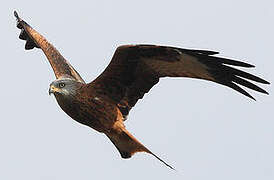 Red Kite