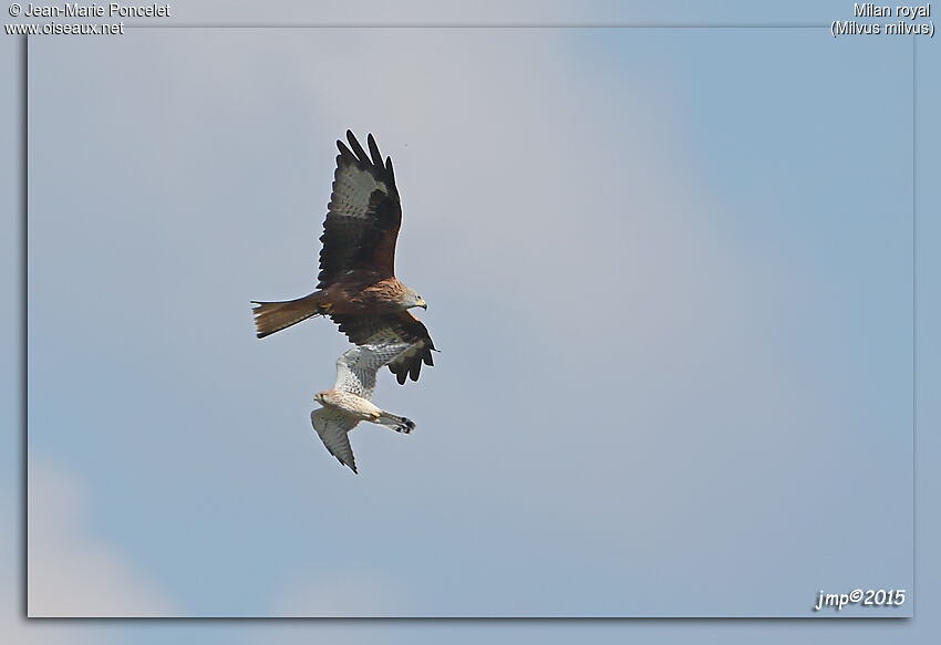 Red Kite