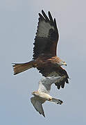 Red Kite