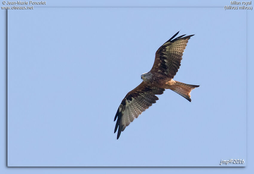 Red Kite