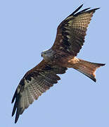 Red Kite