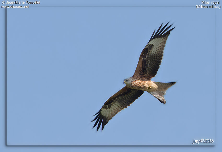 Red Kite