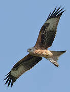 Red Kite