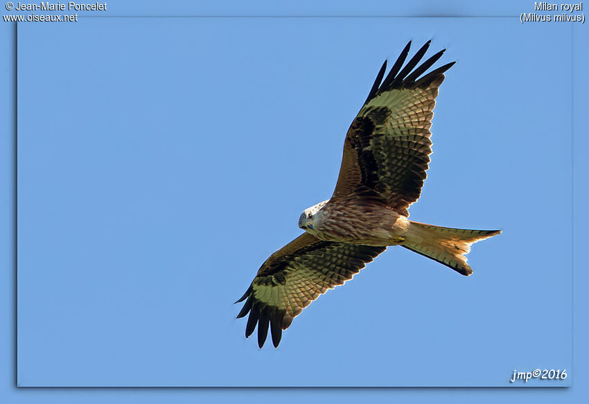 Red Kite