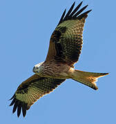 Red Kite