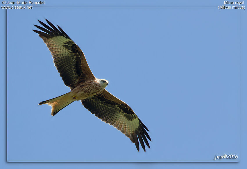 Red Kite