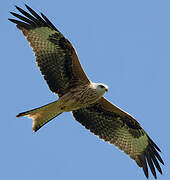 Red Kite