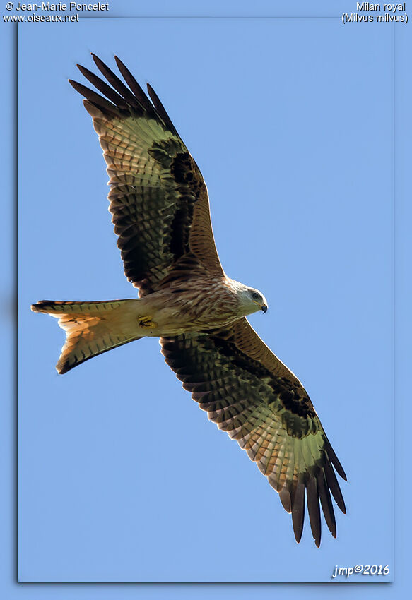 Red Kite