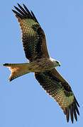 Red Kite