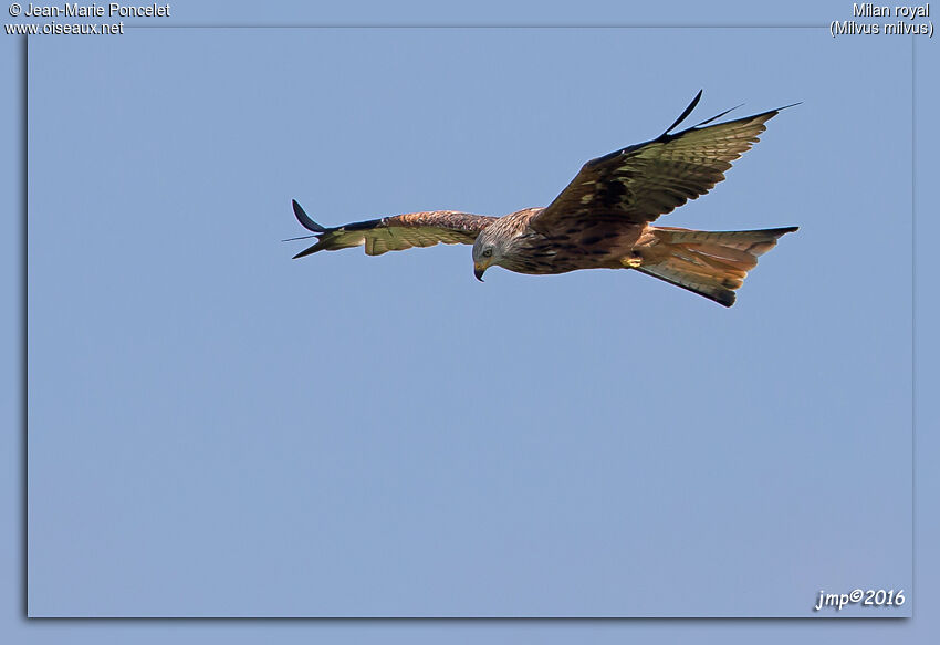 Red Kite