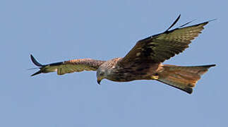 Red Kite