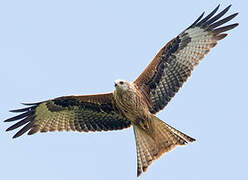 Red Kite