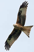 Red Kite