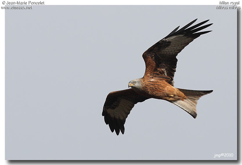 Red Kite