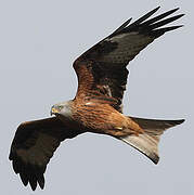 Red Kite