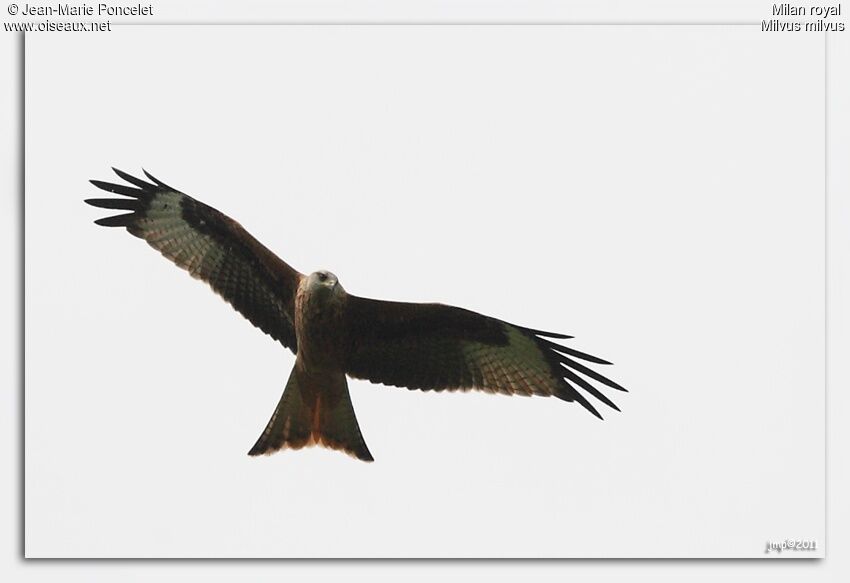 Red Kite