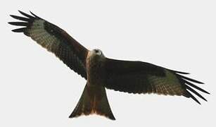 Red Kite