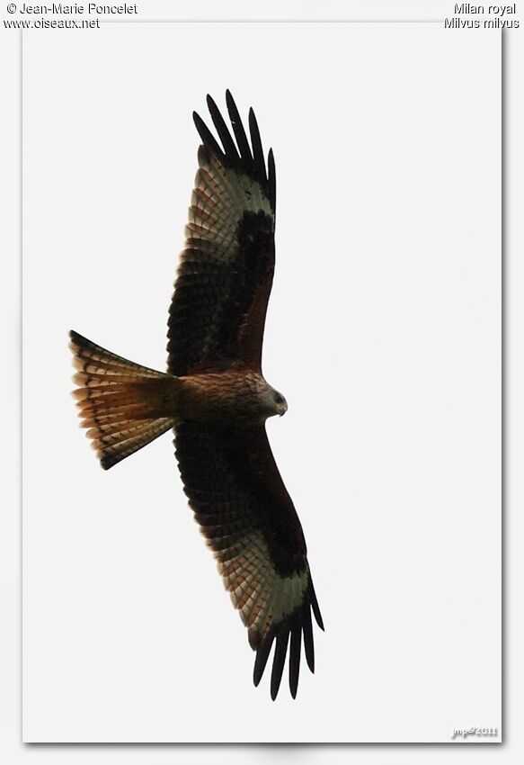 Red Kite